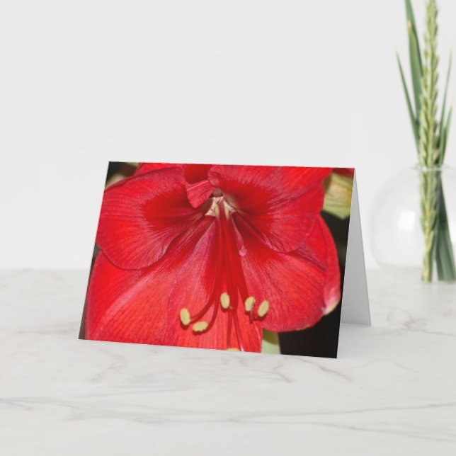 Festiva Tarjeta del Amaryllis (Anverso)