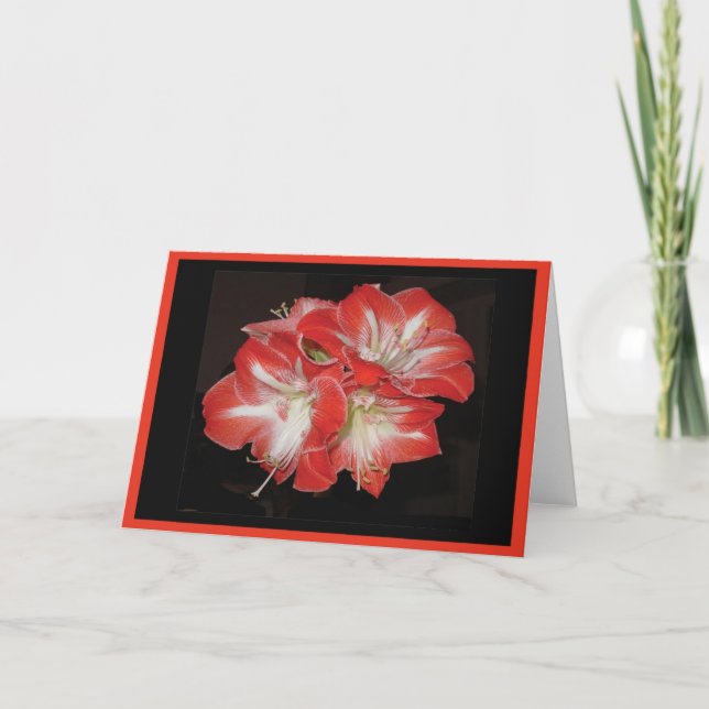 Festiva Tarjeta del Amaryllis (Anverso)
