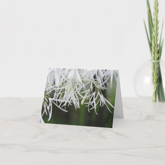 Festiva Tarjeta del árbol de franja (virginicus del (Anverso)