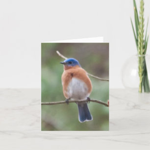 Festiva Tarjeta del Bluebird
