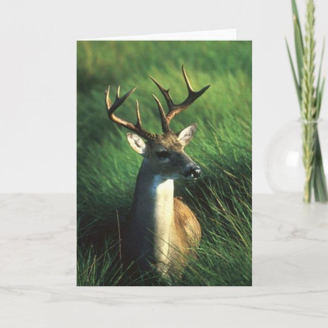 FESTIVA TARJETA DEL DÓLAR DEL WHITETAIL (Anverso)