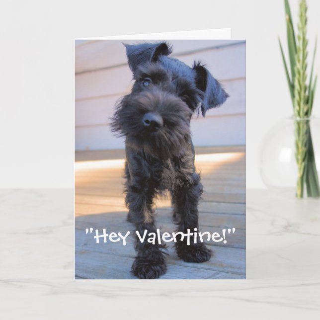 Festiva Tarjeta del el día de San Valentín del Schnauzer (Anverso)