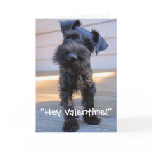 Tarjeta del el día de San Valentín del Schnauzer