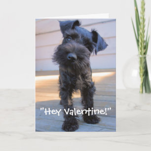 Festiva Tarjeta del el día de San Valentín del Schnauzer