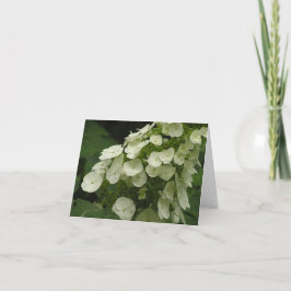 Festiva Tarjeta del hydrangea de Oakleaf (quercifolia del