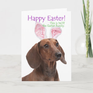 Festiva Tarjeta divertida de Pascua de Dachshund