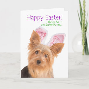 Festiva Tarjeta divertida de Pascua para Yorkie