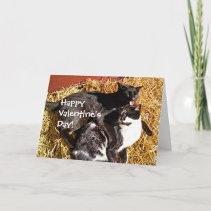 Festiva Tarjeta el día de San Valentín con gatos