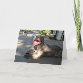 Festiva Tarjeta El día de San Valentín Wanna Smooch Pitbul