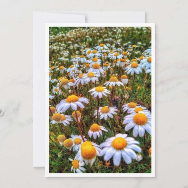 Festiva Tarjeta en blanco Daisies de papel (Anverso)