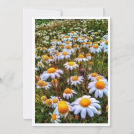 Festiva Tarjeta en blanco Daisies de papel