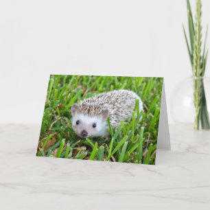 Festiva Tarjeta en blanco del erizo adorable