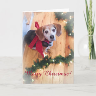 Festiva Tarjeta en blanco para el Personalizable de beagle