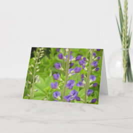 Festiva Tarjeta falsa de índigo (Baptisia australis)