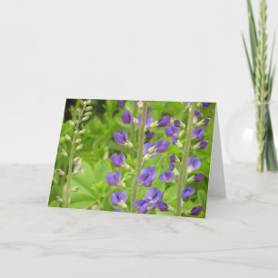 Festiva Tarjeta falsa de índigo (Baptisia australis)