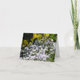 Festiva Tarjeta Flox de Woodland (Phlox divaricata)