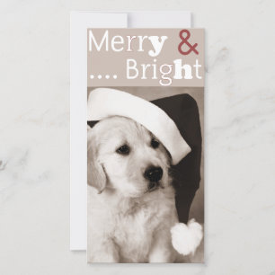 Festiva tarjeta fotográfica de navidades de perro