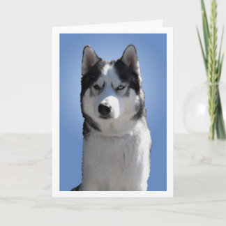 Festiva Tarjeta Husky Siberiana / Tarjeta Malamute Alaskan