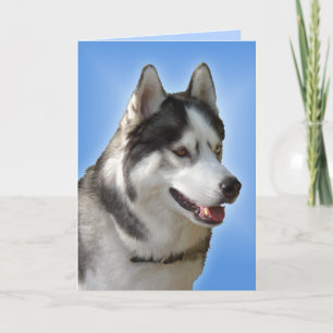 Festiva Tarjeta Husky Siberiana / Tarjeta Malamute Alaskan