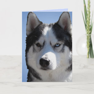 Festiva Tarjeta Husky Siberiana / Tarjeta Malamute Alaskan