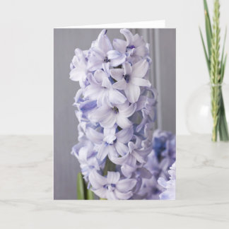 Festiva Tarjeta Hyacinth