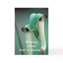 Tarjeta / Jack-in-the-pulpit