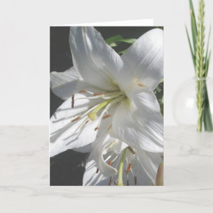 Festiva Tarjeta Lillies blanca