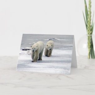 Festiva Tarjeta madre de oso polar y tarjeta de cubo