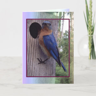 Festiva Tarjeta masculina del Bluebird