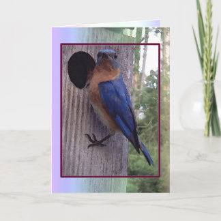 Festiva Tarjeta masculina del Bluebird
