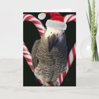 Festiva Tarjeta navideña de loro gris africano