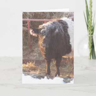 Festiva Tarjeta navideña Galloway con correa congelada