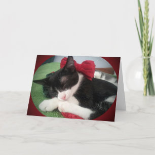 Festiva Tarjeta negra y blanca del rescate del gato de