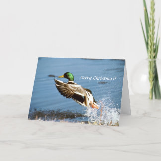 Festiva Tarjeta / Pato mallard