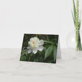 Festiva Tarjeta Peony (Paeonia)