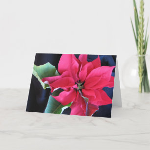 Festiva Tarjeta Poinsettia