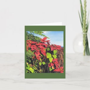 Festiva Tarjeta "Poinsettias" de Paul McGehee