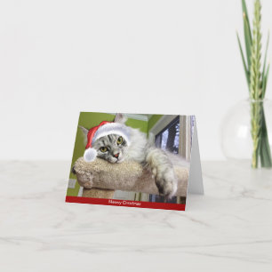 Festiva Tarjeta siberiana para Navidades gatos