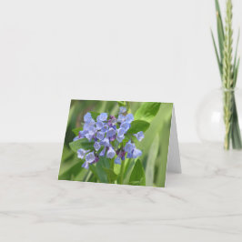 Festiva Tarjeta Virginia bluebell (Mertensia virginica)