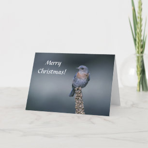 Festiva Tarjeta / Western Bluebird / Feliz Navidad!