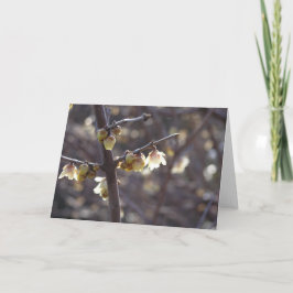 Festiva Tarjeta Winterdulce (Chimonanthus praecox)