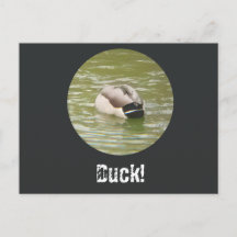 Una postal de un pato agachado