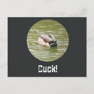 Festiva Una postal de un pato agachado