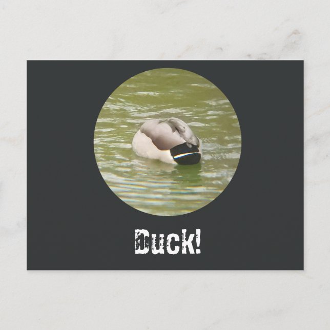 Festiva Una postal de un pato agachado (Anverso)