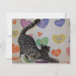 Festiva Valentine de Wyatt - Gato / Gatito - Tarjeta plana