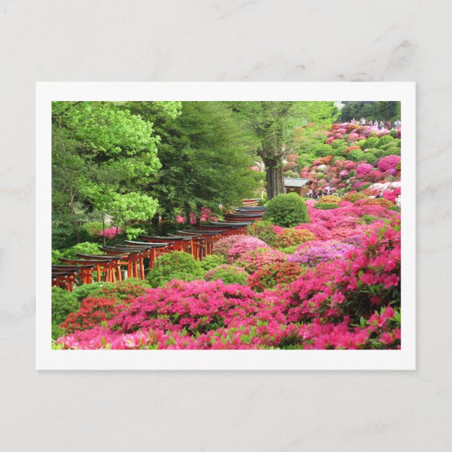 Festival Azalea: santuario Nezu, postal de Japón (Anverso)