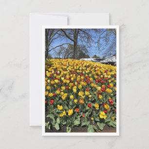 Festival Bowal de Tulipanes - Sydney NSW Australia