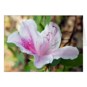Festival de Azalea