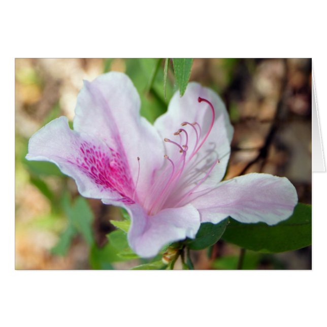 Festival de Azalea (Anverso (Horizontal))