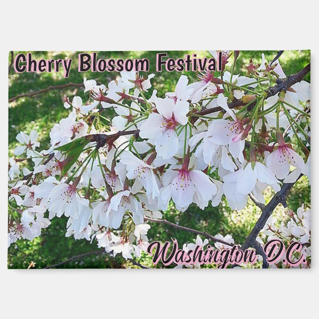Festival de Flor de Cerezo Washington D.C. Imán (Anverso)
